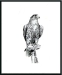 Stamp of United Arab Emirates 1990 Falcon imperf. proofs on 2 pages from the Cou