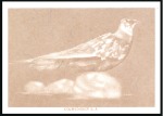 Stamp of Libya 1965 Birds imperf. proofs on 3 pages from the Cour