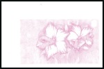 Stamp of Libya 1995 Bees and Flowers progressive proofs on a page