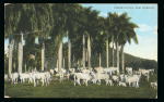 Stamp of Jamaica 1940-1945, Collection of censor mail in two albums