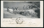 Stamp of Thematics » Polar 1908 (Dec 13) picture postcard of Penguins, sent from Chile to Argentina by E. Gourdon (geologist