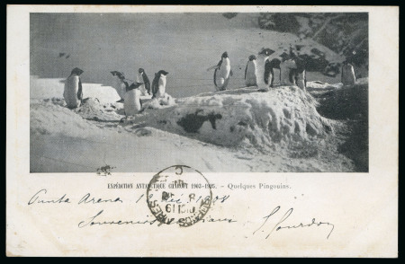 Stamp of Thematics » Polar 1908 (Dec 13) picture postcard of Penguins, sent from Chile to Argentina by E. Gourdon (geologist