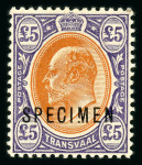 Stamp of South Africa » Transvaal » 1905-09 Watermark Multiple Crown CA Monocolours » Issued Stamps 1/-, (2), 5/-, £1 and £5 each overprinted "SPECIMEN"