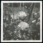 Stamp of Egypt » Commemoratives Photographic essay (100 x 100mm), very fine and rare