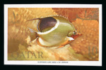 Stamp of Qatar 1957-71 complete mint n.h. collection on pages incl. the 1957 Castle types